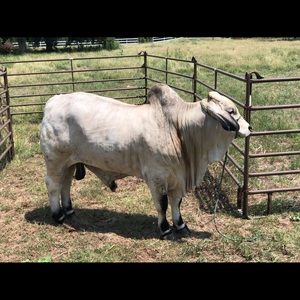 Meet your Posher, Cameron